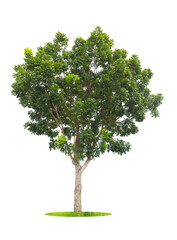 The freshness big green tree isolated on white background, Save clipping path.