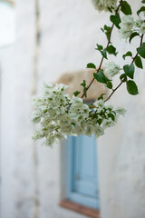 white bougainvillea flowers white blue door and white cycladic house in the background Patmos Greece