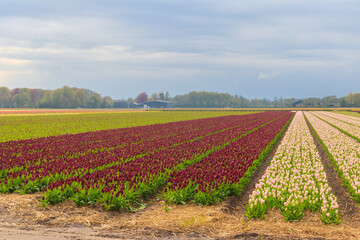 View of the multicolored tulip fields in the Netherlands