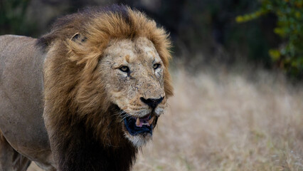 a male lion close up