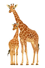 Obraz premium A giraffe mother and her baby standing side by side