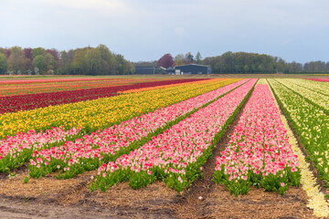 View of the multicolored tulip fields in the Netherlands