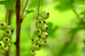 unreife Johannisbeere in grün symbolisiert Wachstum und Entwicklung von Früchten, Pflanzen und Beeren im Garten, gesunde, frische Ernährung und Nachhaltigkeit