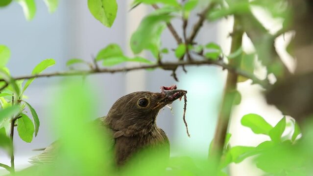 Amsel sitzt in einem Busch in der Natur, Vogelmutter sammelt W&uuml;rmer und Larven als Futter f&uuml;r ihre Jungtiere. Die K&uuml;ken warten auf die Vogel Mutter, die sie versorgt.