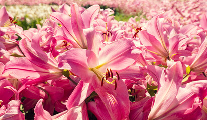 `Nature flower background. Flowering pink lilies