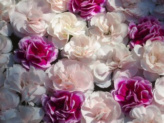 花手水の写真