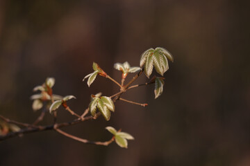 New green tree leaves on dark brown background