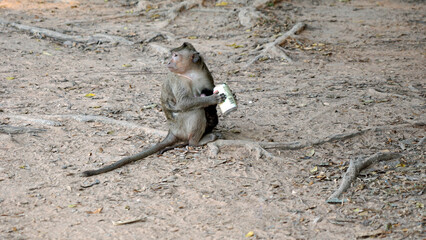 wild living monkeys at angor wat temple