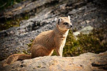 The yellow mongoose sitting on rock