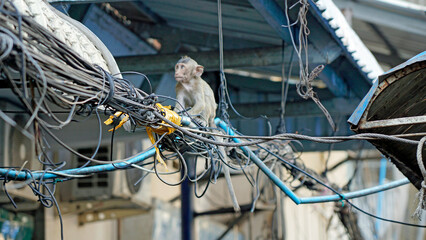 wild living monkeys in downtown phnom penh