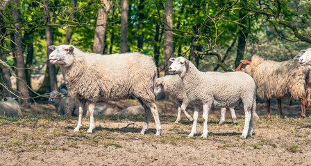 Sheep and lamb in nature. Side view.