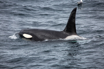 Fototapeta premium Killer whale orca surfacing in the arctic waters