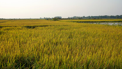 rice filed in siem reap