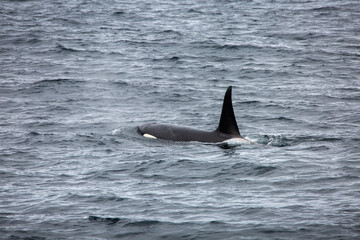 Fototapeta premium Killer whale orca surfacing in the arctic waters