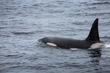 Killer whale orca surfacing in the arctic waters