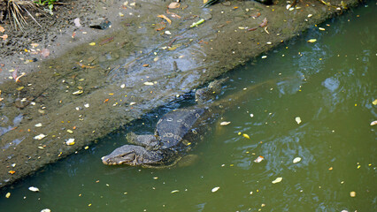 lizard in the lumpini park in bangkok