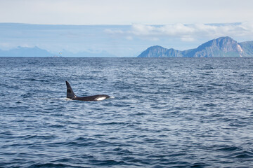 Naklejka premium Killer whale orca surfacing in the arctic waters