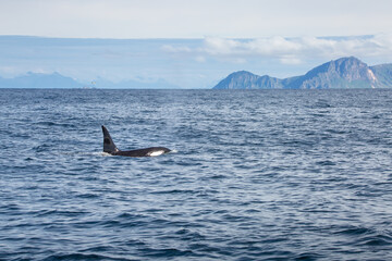 Killer whale orca surfacing in the arctic waters