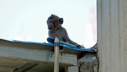 wild living monkeys in downtown phnom penh