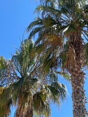 coconut tree