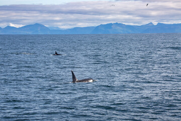 Fototapeta premium Killer whale orca surfacing in the arctic waters