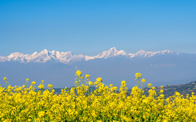 field of yellow mustard farmaland and Mountain range in Nepal.