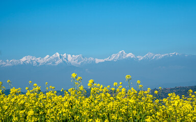 field of yellow mustard farmaland and Mountain range in Nepal.
