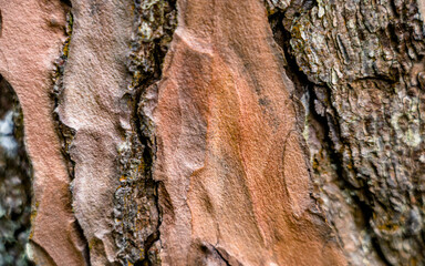 bark of a tree