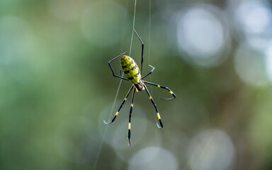 spider on a web