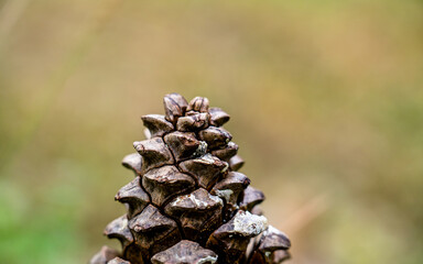 close up of pine cones in forest