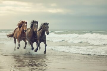 Running horses on the sea
