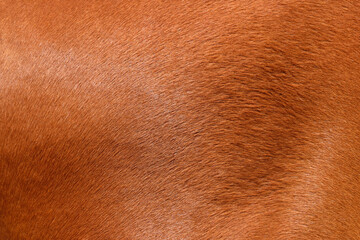 Close-up of a horse's skin in a beautiful brown color.