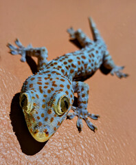 Gecko Tokay