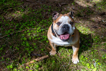 Fototapeta premium English bulldog in nature