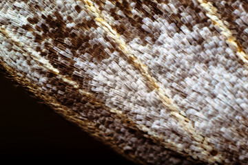 Butterfly wing close-up, macro, details, insects of Ukraine, nature, beauty, cute, microscope