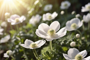 Obraz premium A field of white flowers with green leaves