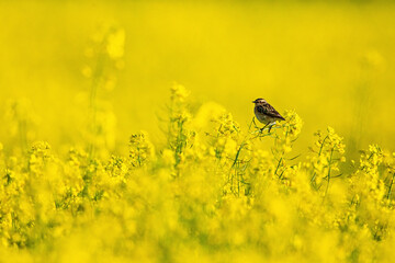 A whinchat in a yellow Canola field	