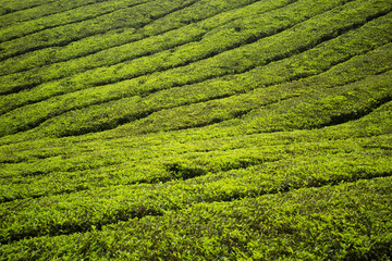 tea plantation