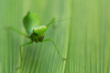 praying mantis