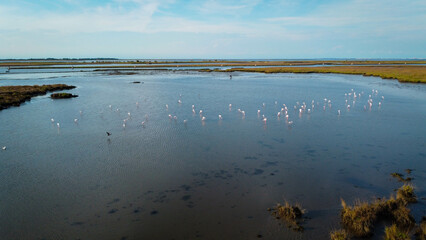 flamingos resting in the water filmed by drone. magnificent flock of flamingo birds flapping their wings. animals are found in the Venice lagoon in Italy. summer climate and aerial view of the local f