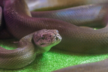 獲物のようすを伺う毒蛇