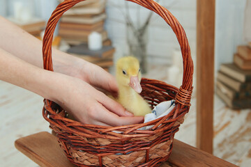 Cute yellow duckling in a wicker basket. Hands of a child. Easter. Close-up. Selective focus. Copyspace