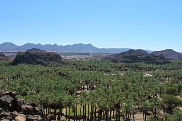 Oasis Chaibar- Sauid Arabia