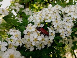 Melolonthinae on the white blossom of a hawthorn tree. The process of pollination of trees by beetles and other insects. Natural background with a mouth with insects on a white flower tree.