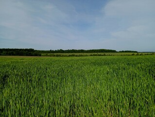 A green wheat field stretches to the horizon under a bright clear blue sky. Agricultural and wheat landscapes with sown fields