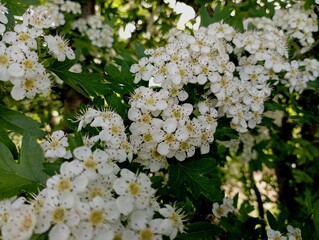 White blossom of hawthorn in spring on tree branches. A dense white flower on a tree. Textures on the theme of spring and gardening.