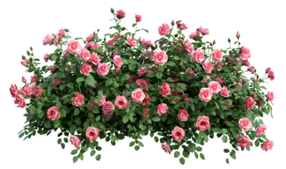 Beautiful pink roses with lush green leaves, cut out