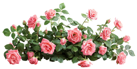 Beautiful pink roses with lush green leaves, cut out