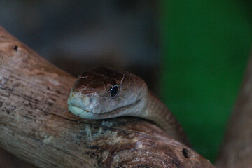 木の枝に止まるアオダイショウ