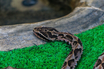 ひっそりと様子を伺う毒蛇のマムシ